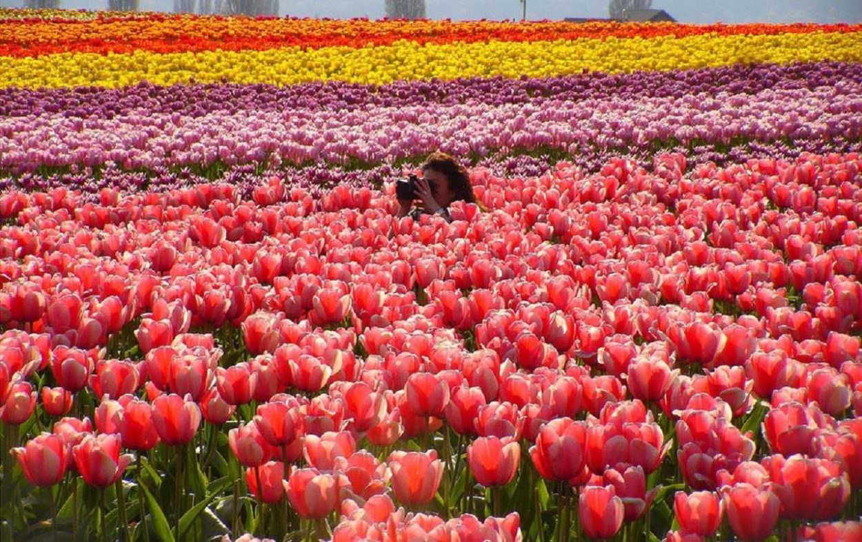 Тюльпан Сан Ремо