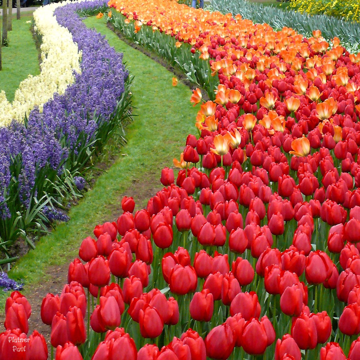 Харлем с тюльпанами