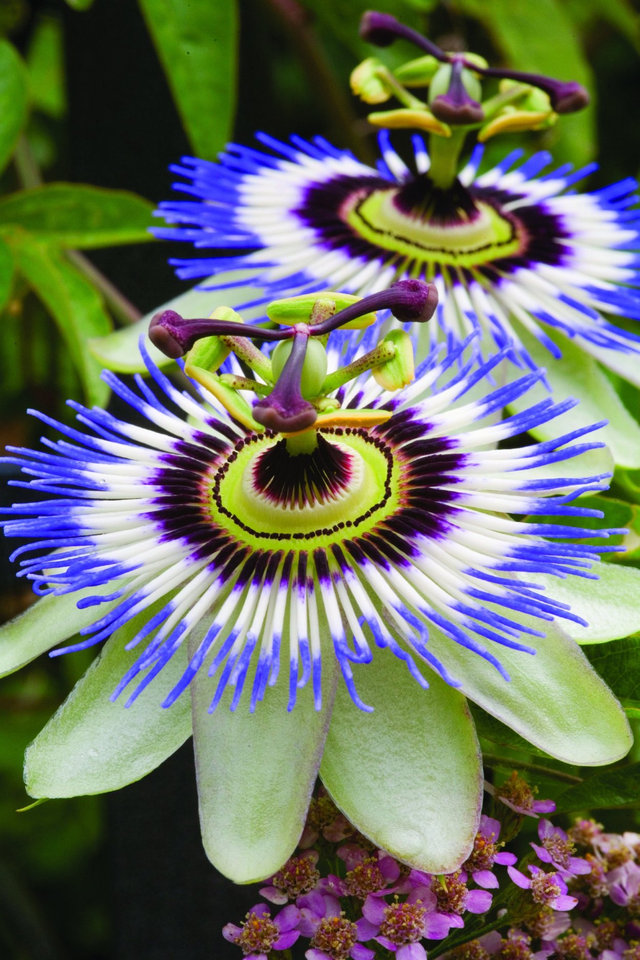 Пассифлора изменчивая