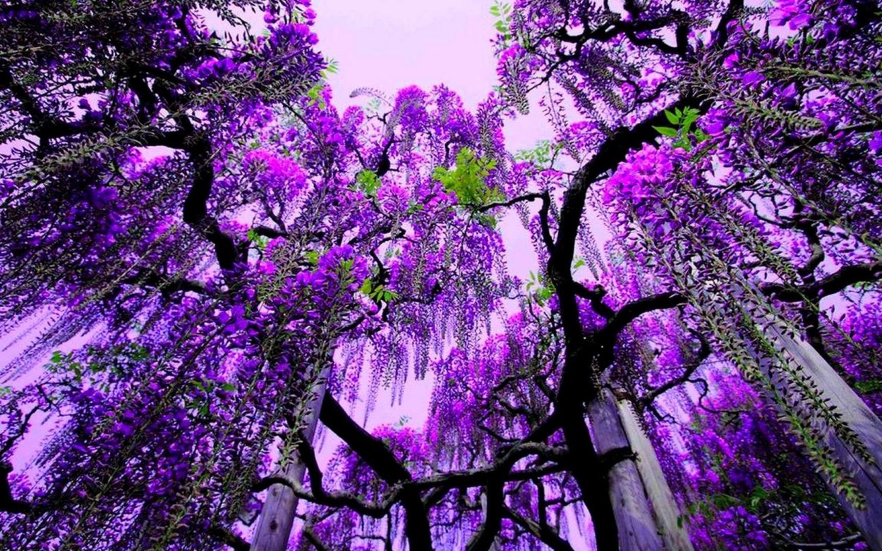 Глициния Асикага