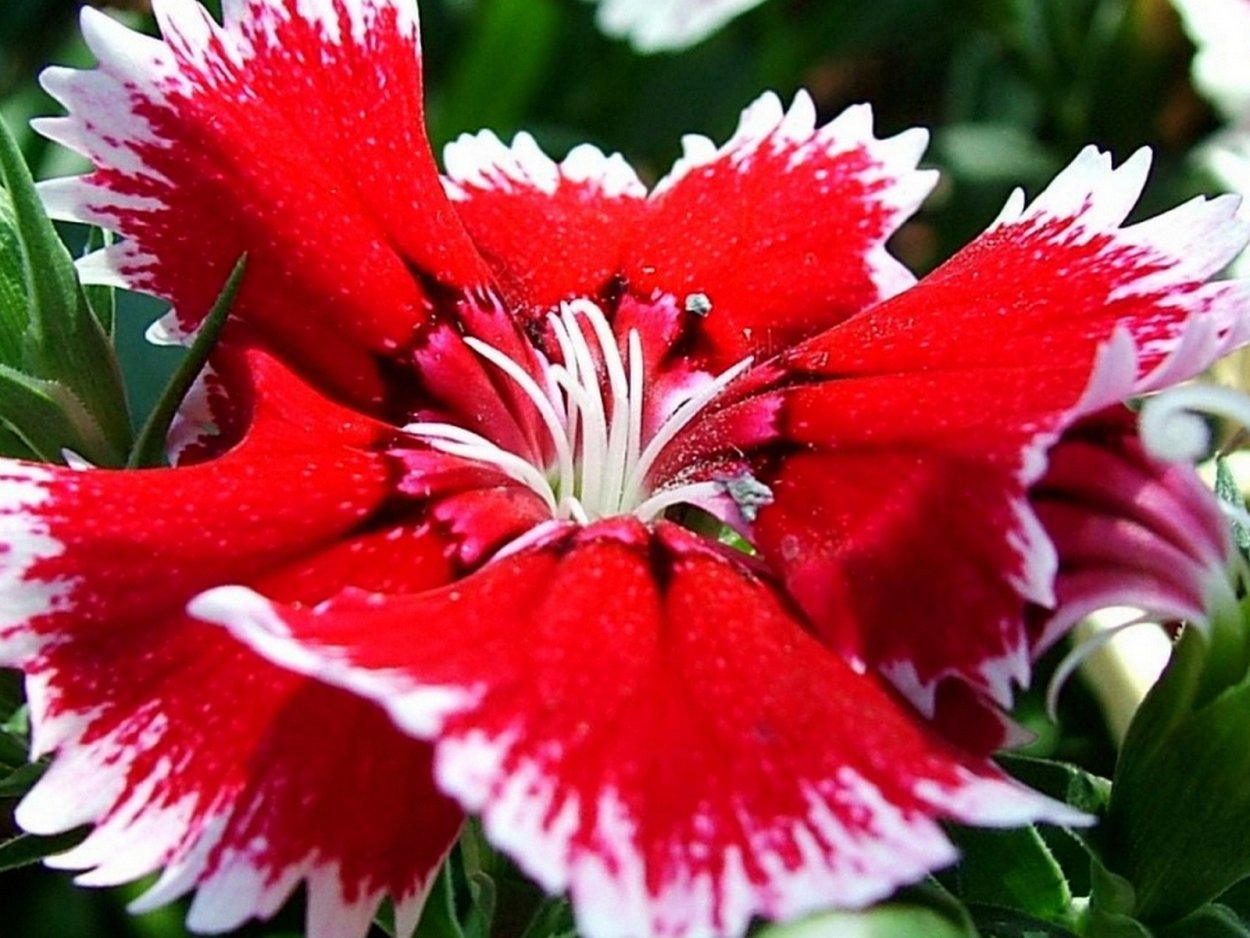 Самый красивый цветочек в мире