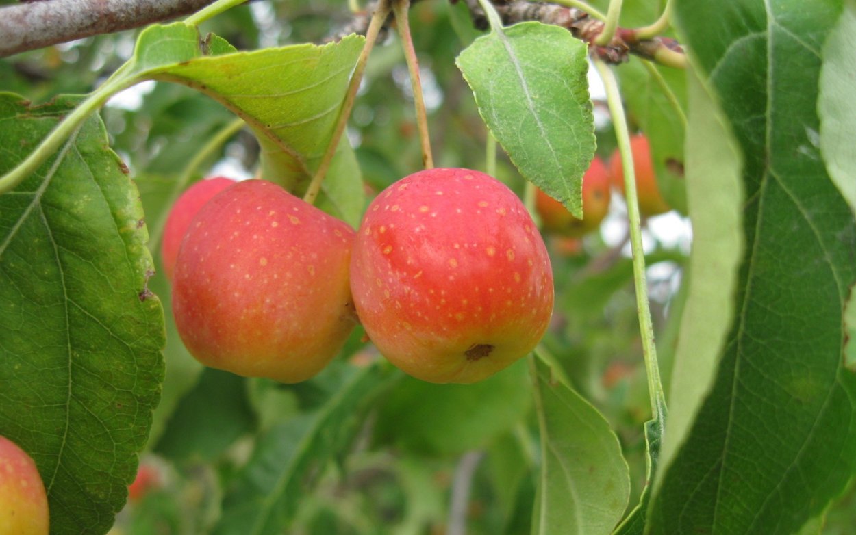 Ранетки яблочки сорта