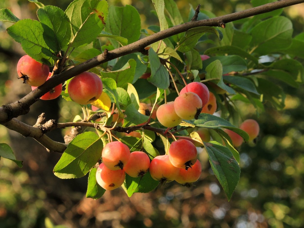 Райские яблочки Ранетки