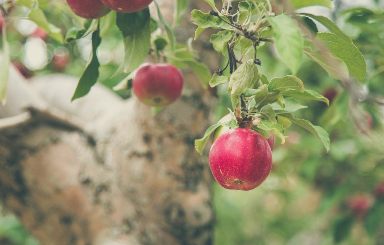 Яблоки на ветке