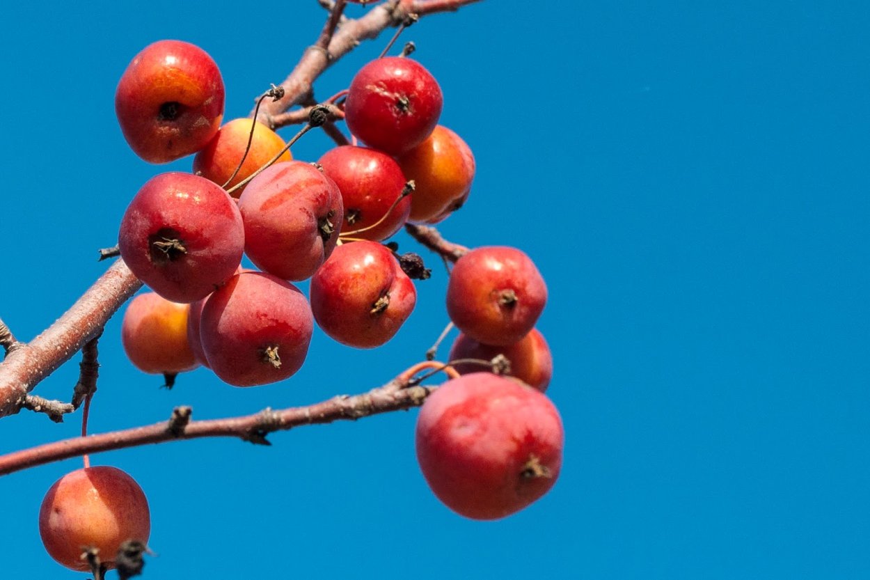 Яблоня китайка Райские яблочки