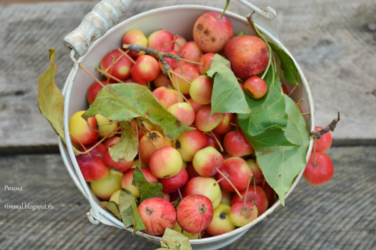 Ранетки фрукт