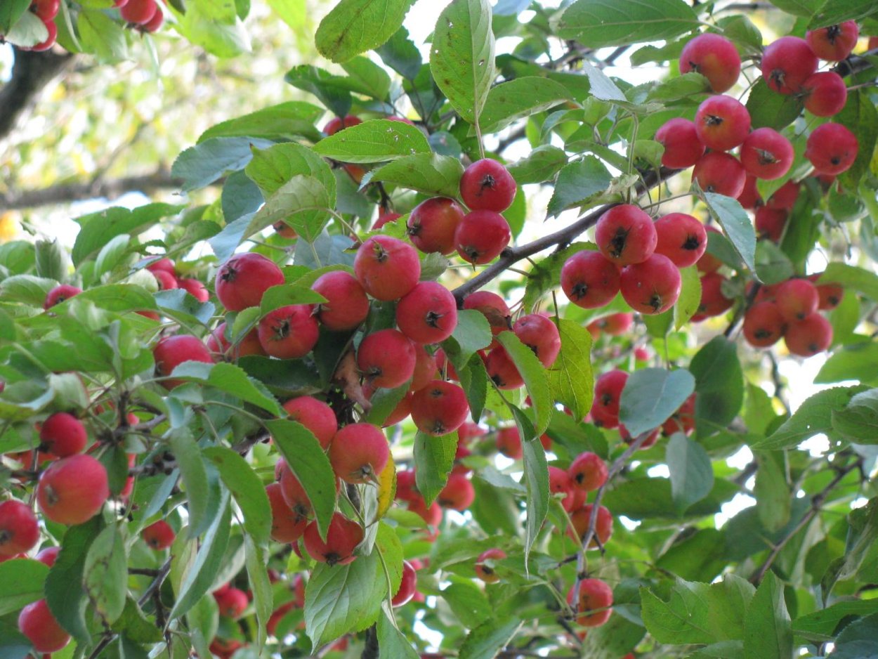 Райские яблочки китайка