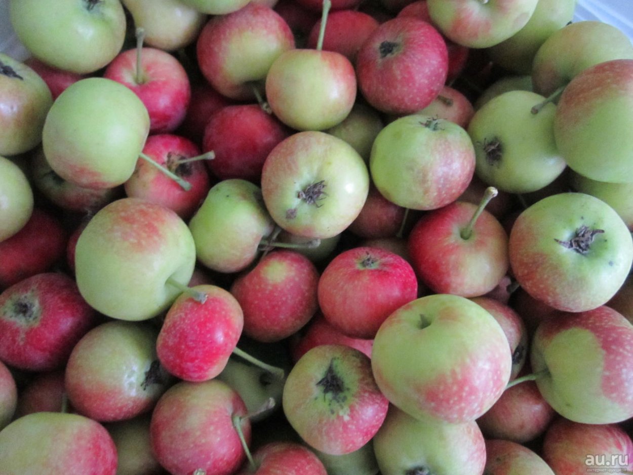 Ранетки яблочки сорта