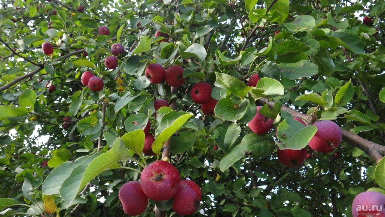 Сорт ранеток воспитанница