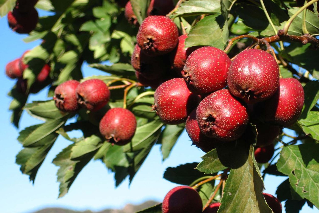 Боярка ягода