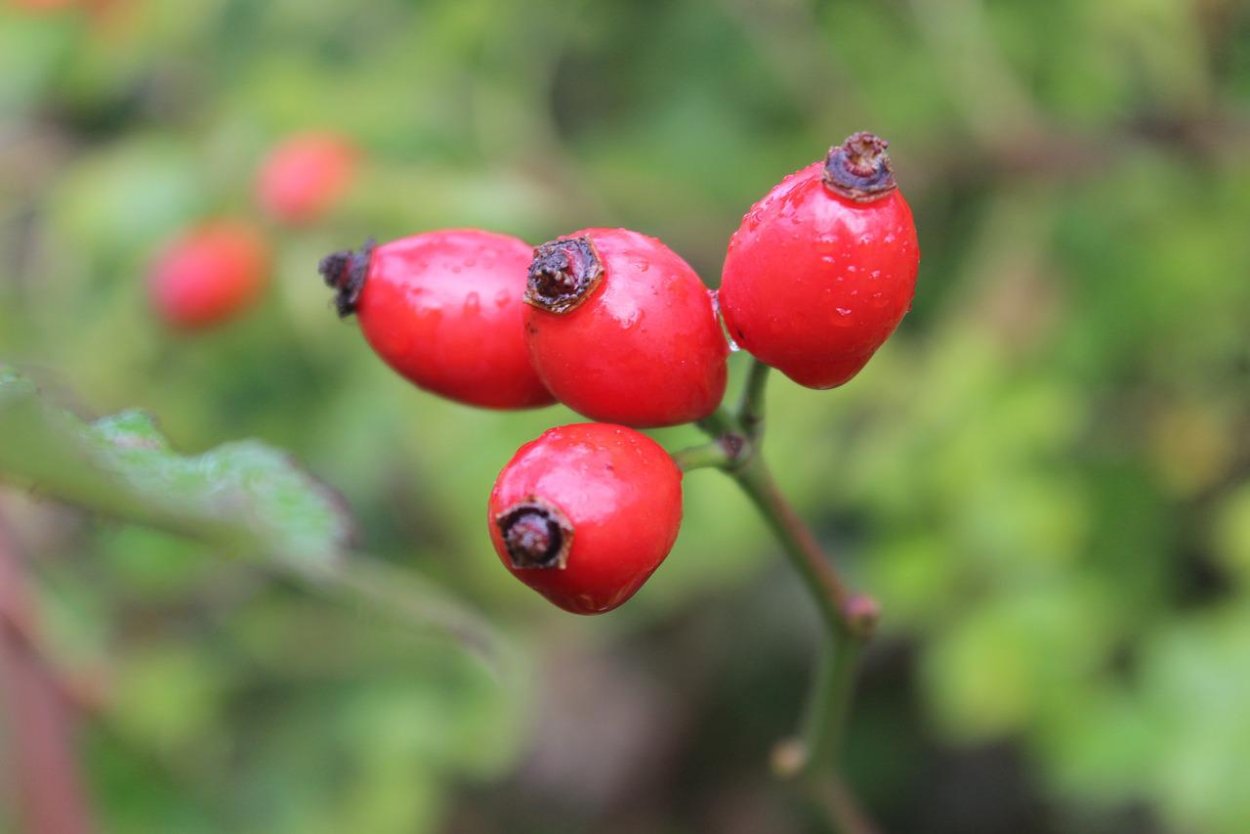 Немецкая ягода