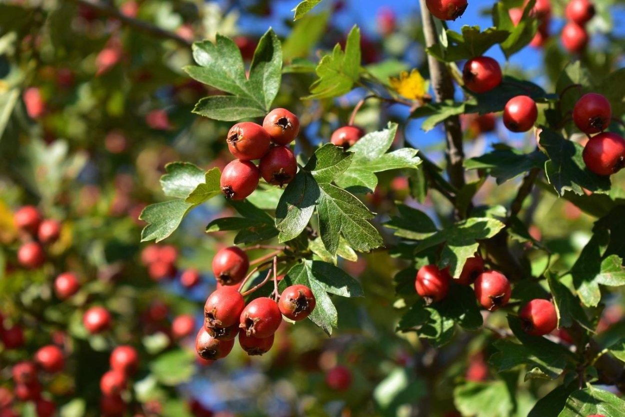 Боярышник Арнольда Crataegus arnoldiana