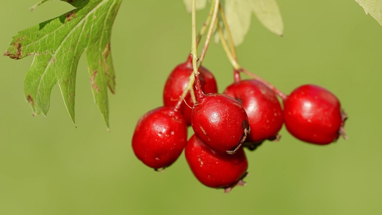 Боярышник сердечный