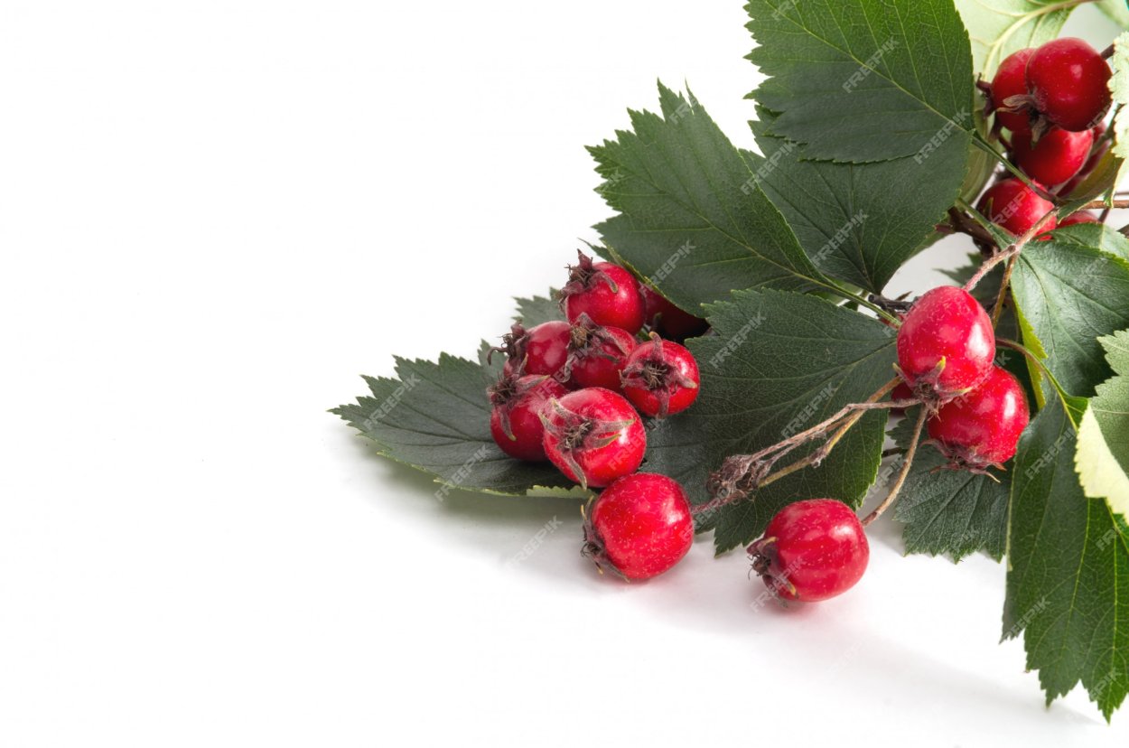 Боярышник ягода веточка