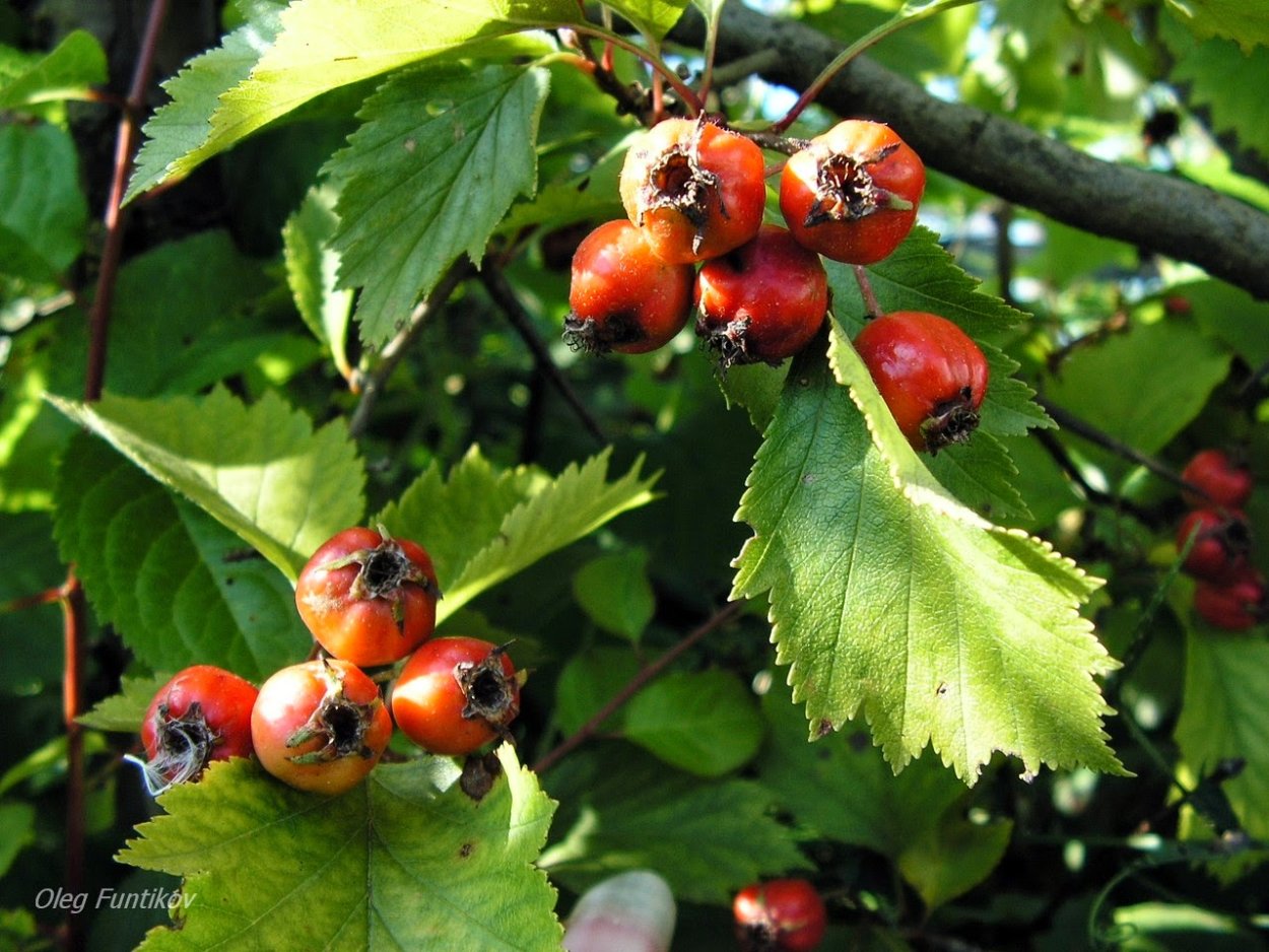 Боярышник сливолистный