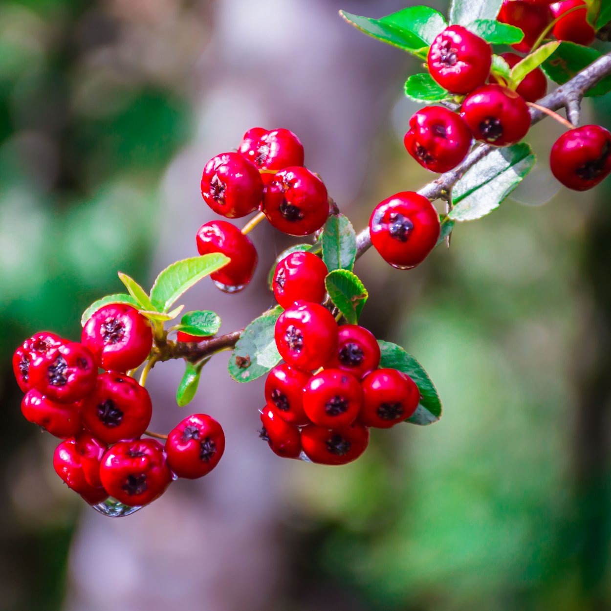 Боярышник ягода веточка