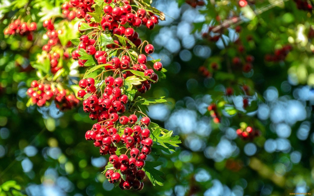Боярышник однопестичный Флексуоза