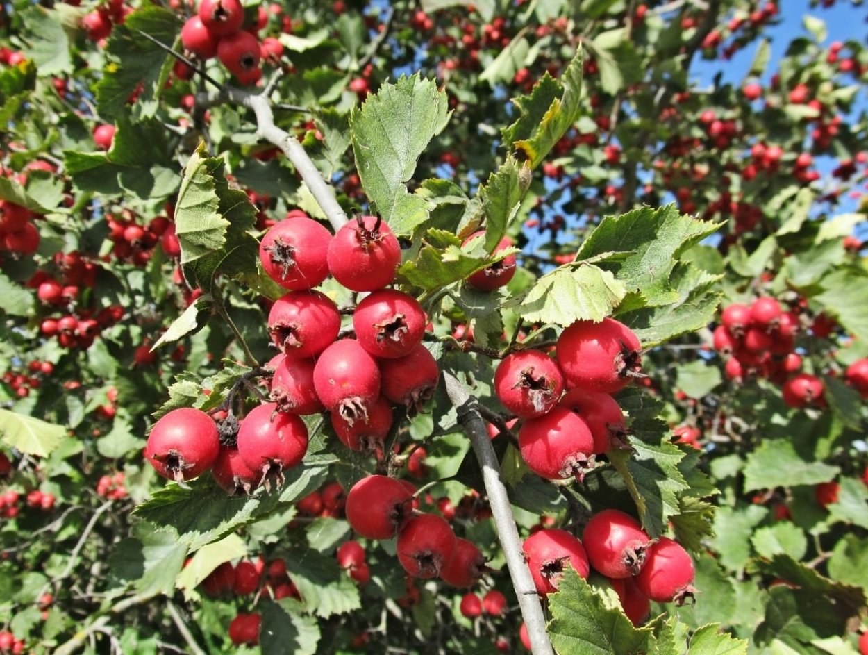Боярышник сеянец Мичурина