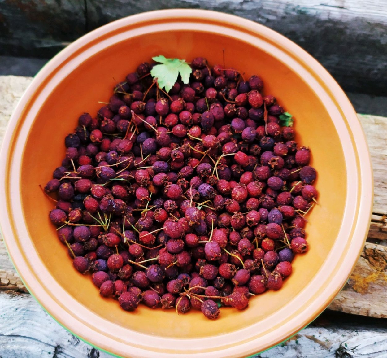 Боярышник сушеный