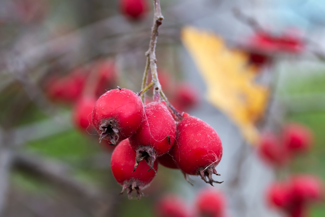Боярышник осенние ягоды насекомые