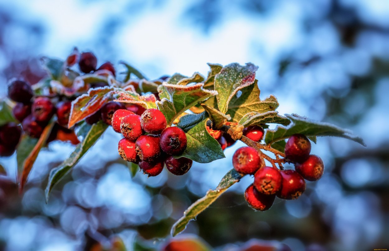 Боярышник ветви ягоды