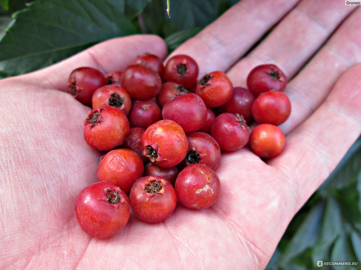 Боярыня ягода