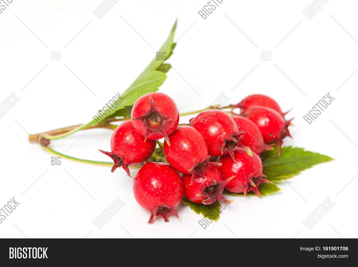 Боярышник Ягодка с листом