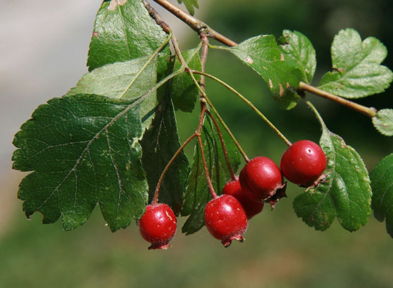 Crataegus oxyacantha