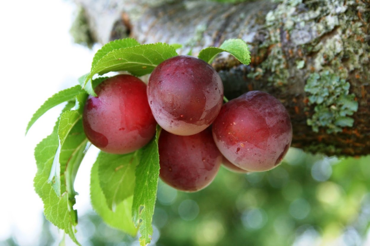 Алыча алая Заря