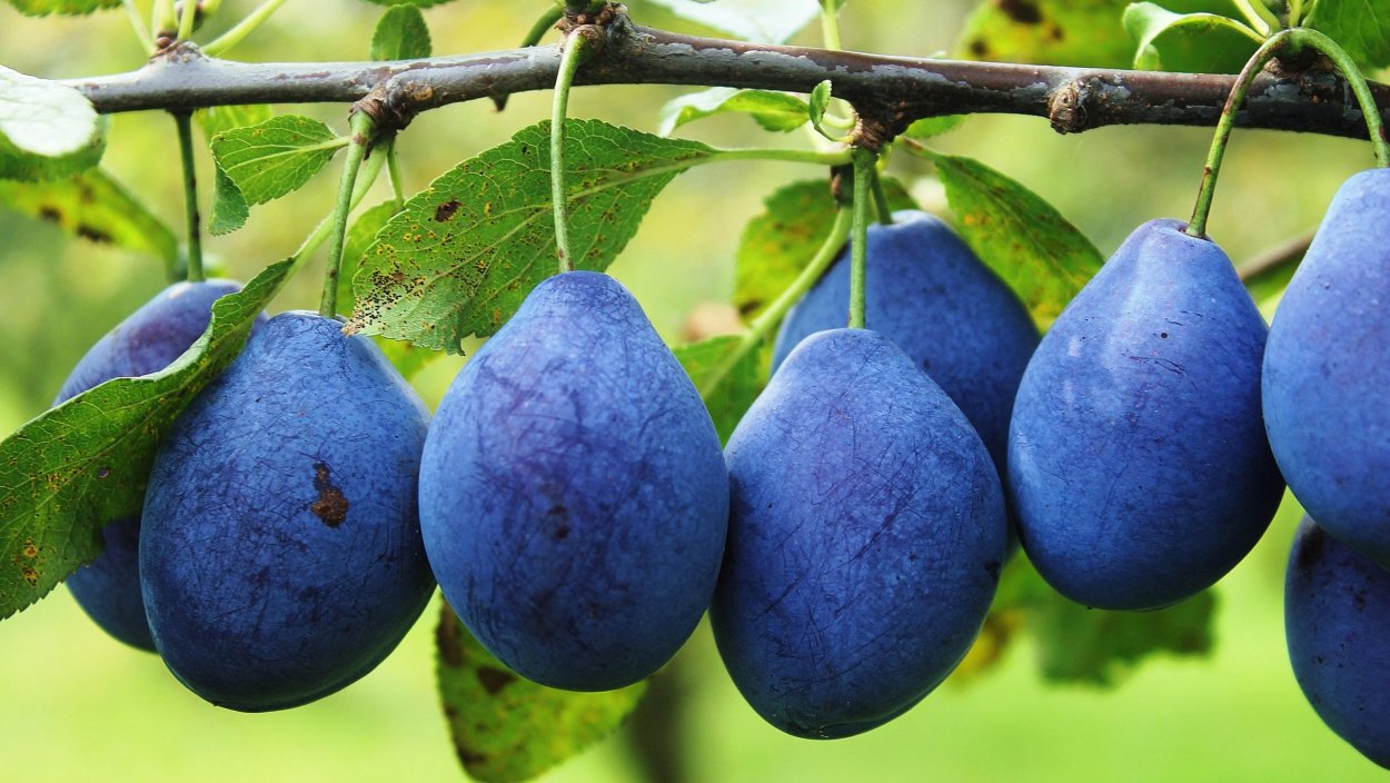 Синяя груша