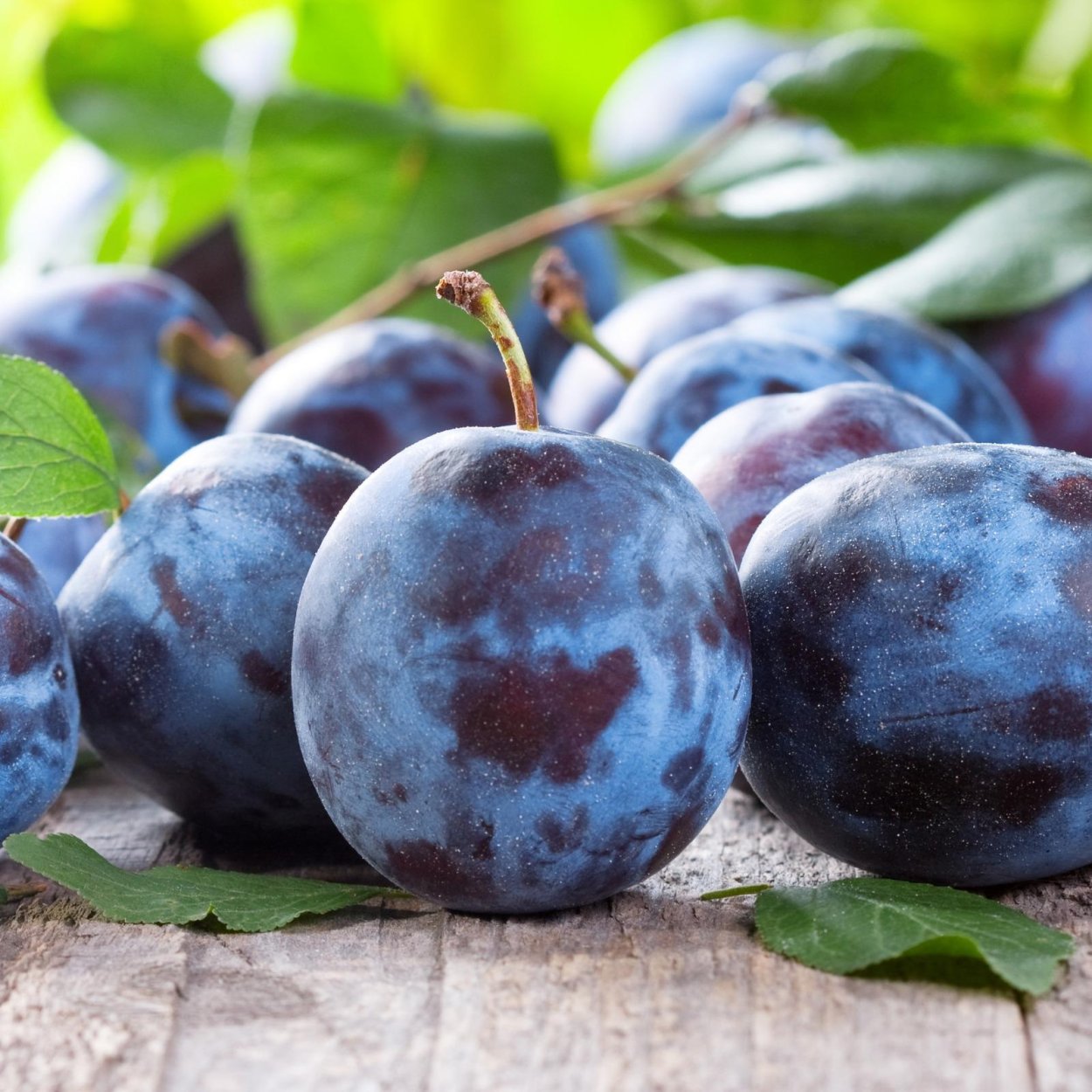 Слива Блюфри