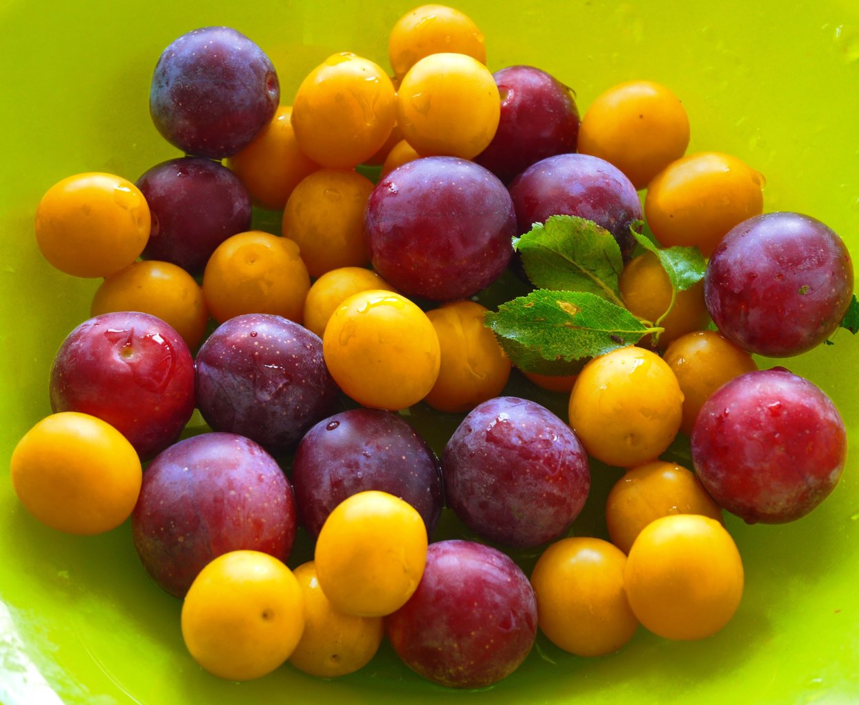 Алыча нектариновая ароматная