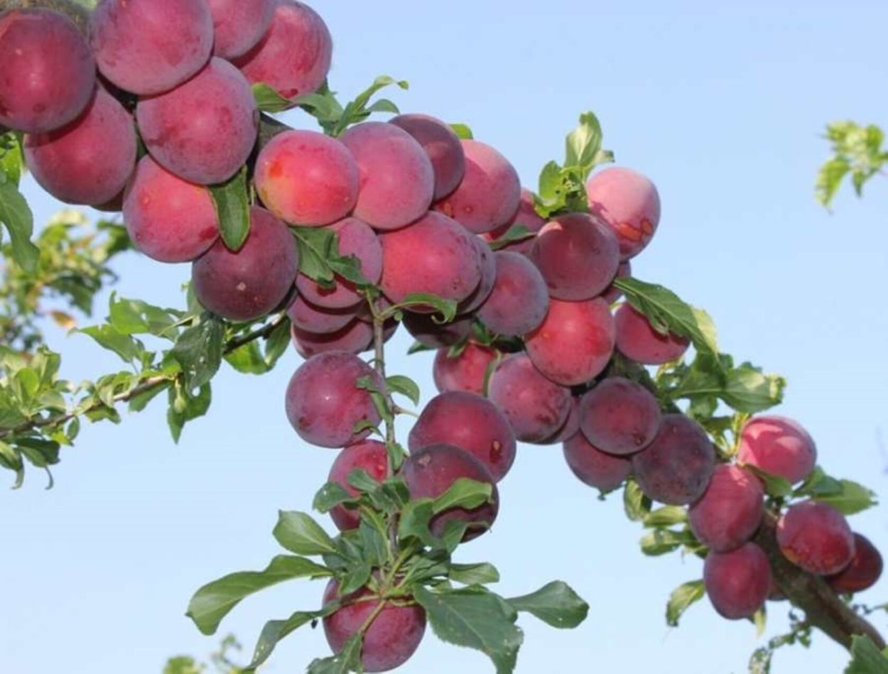 Алыча Кубанская Комета саженец