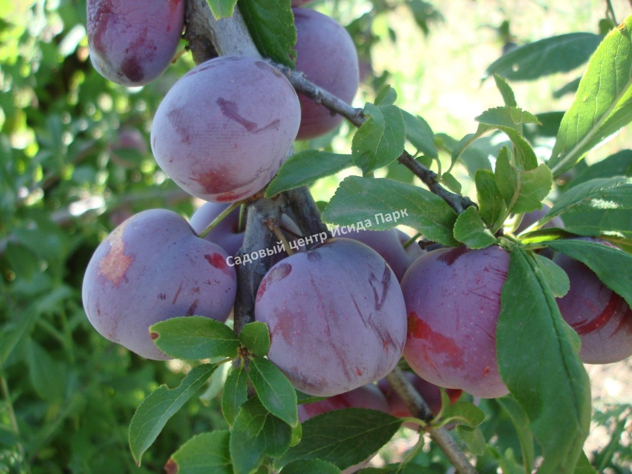 Алыча Анжелен