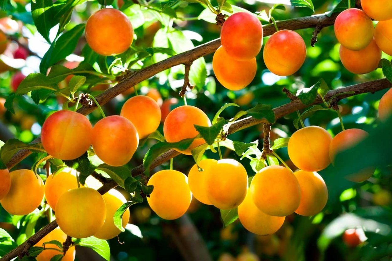 Алыча персиковая Мичурина