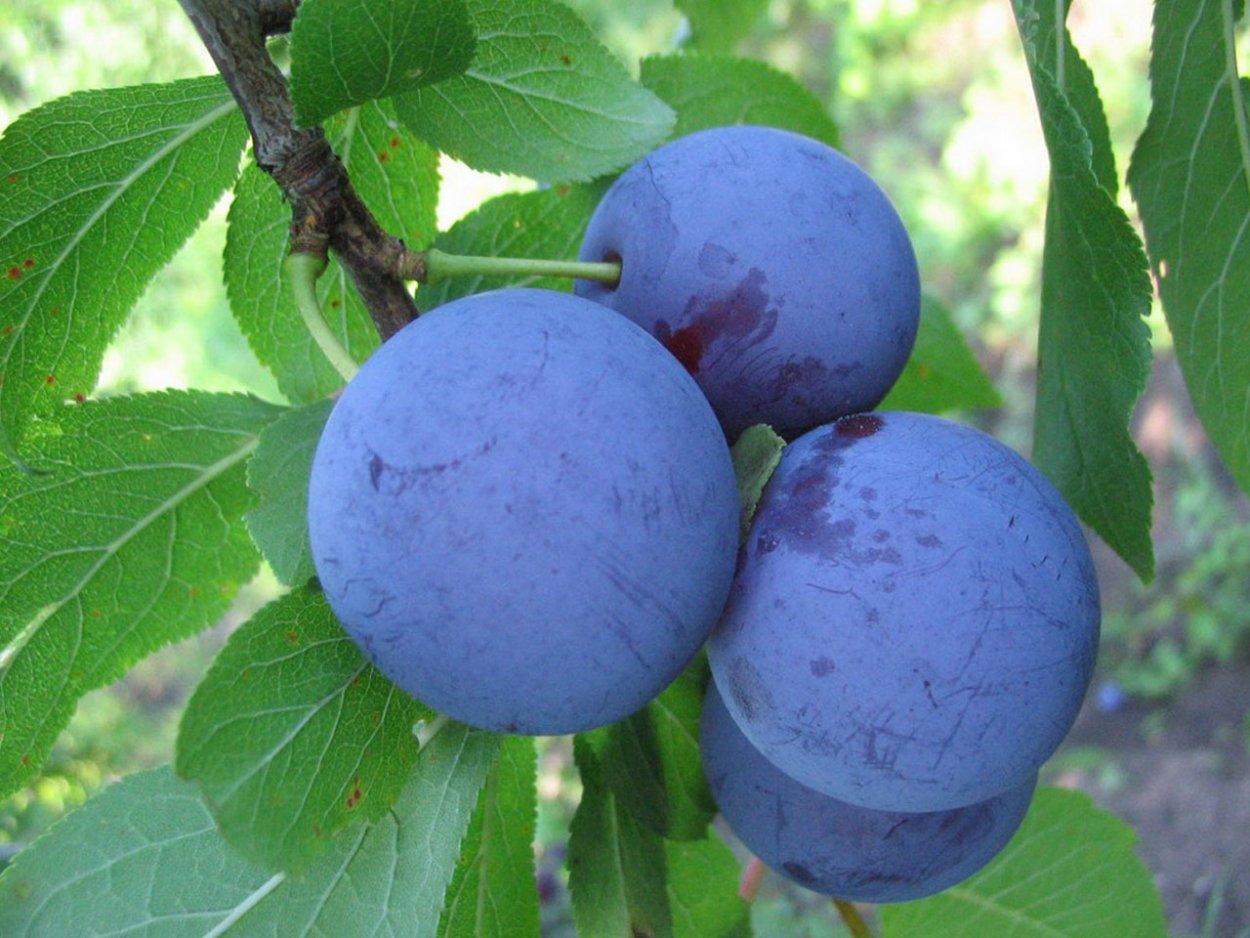 Слива Евразия 21с5