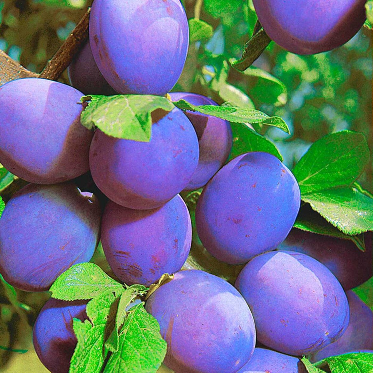 Слива Писсарда