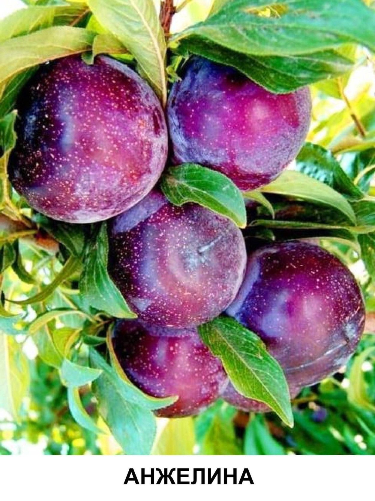 Алыча сорт Анжелина