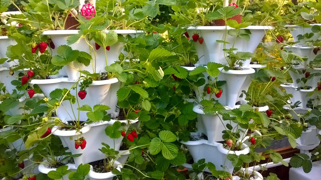 Земляника ампельная Лоран