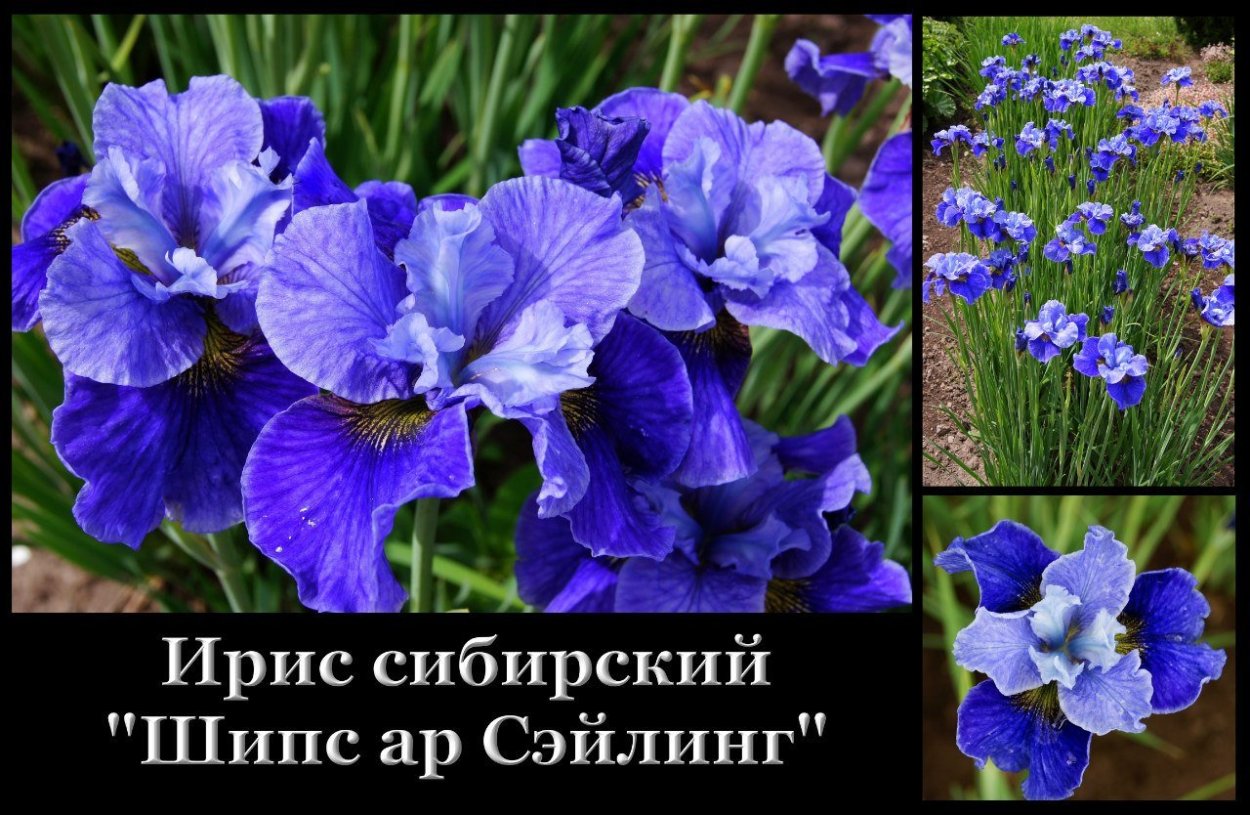 Ирис пурплишес