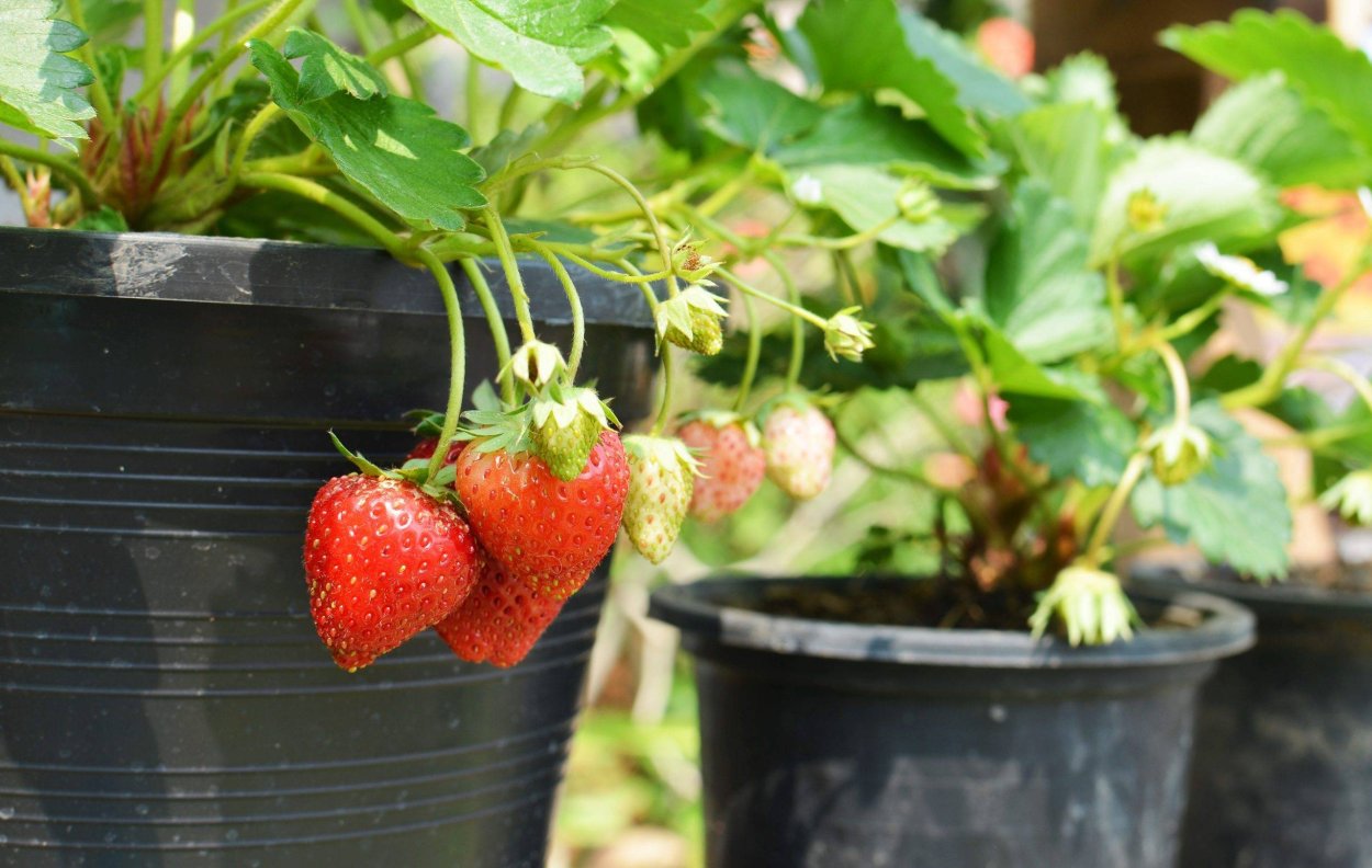 Лоран земляника ампельная Лоран