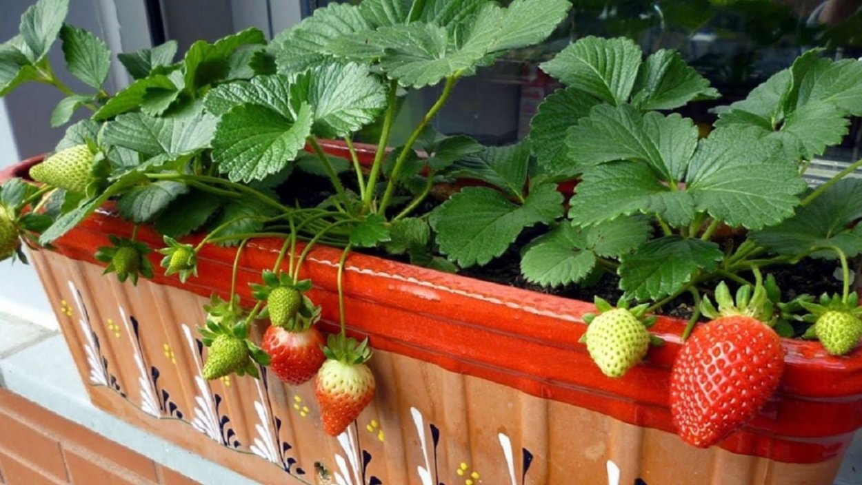 Земляника ампельная ремонтантная