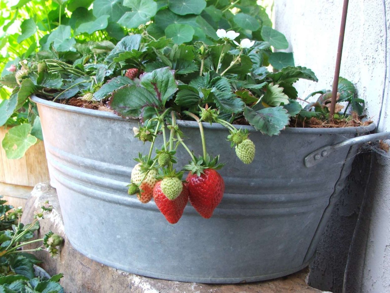 Клубника в горшках на даче