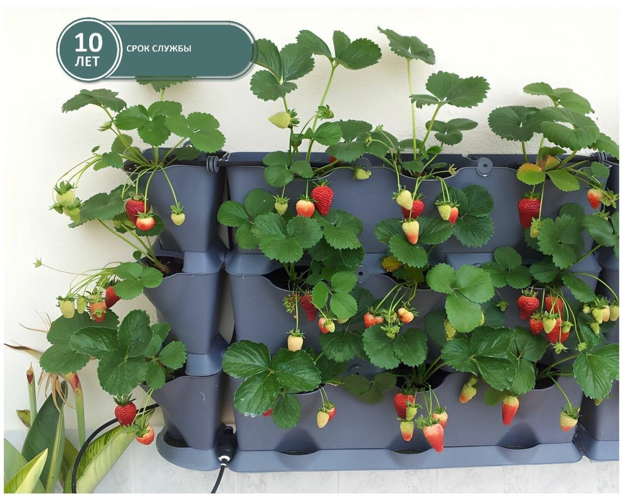 Клубника балконная ремонтантная