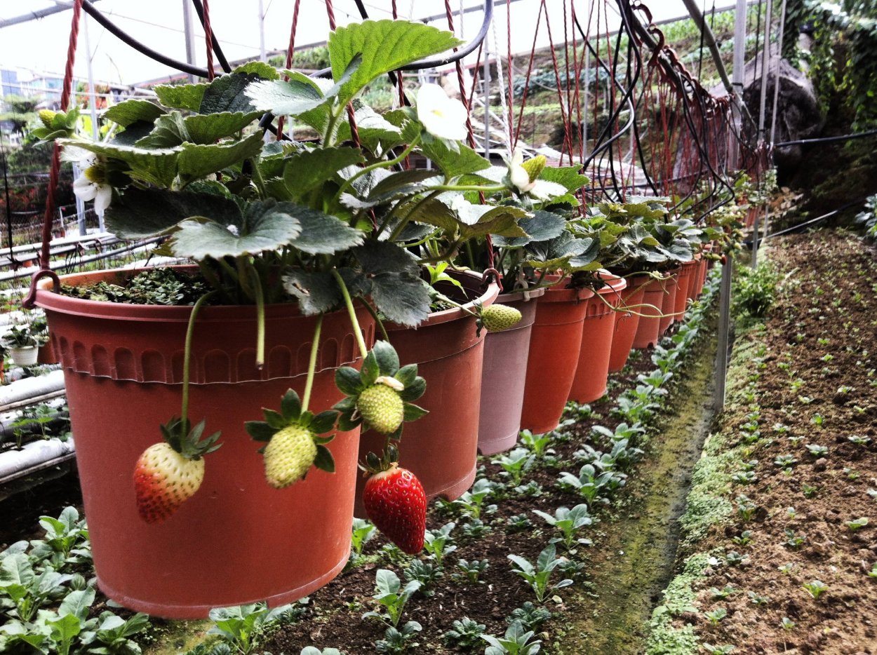 Клубника в горшках на улице