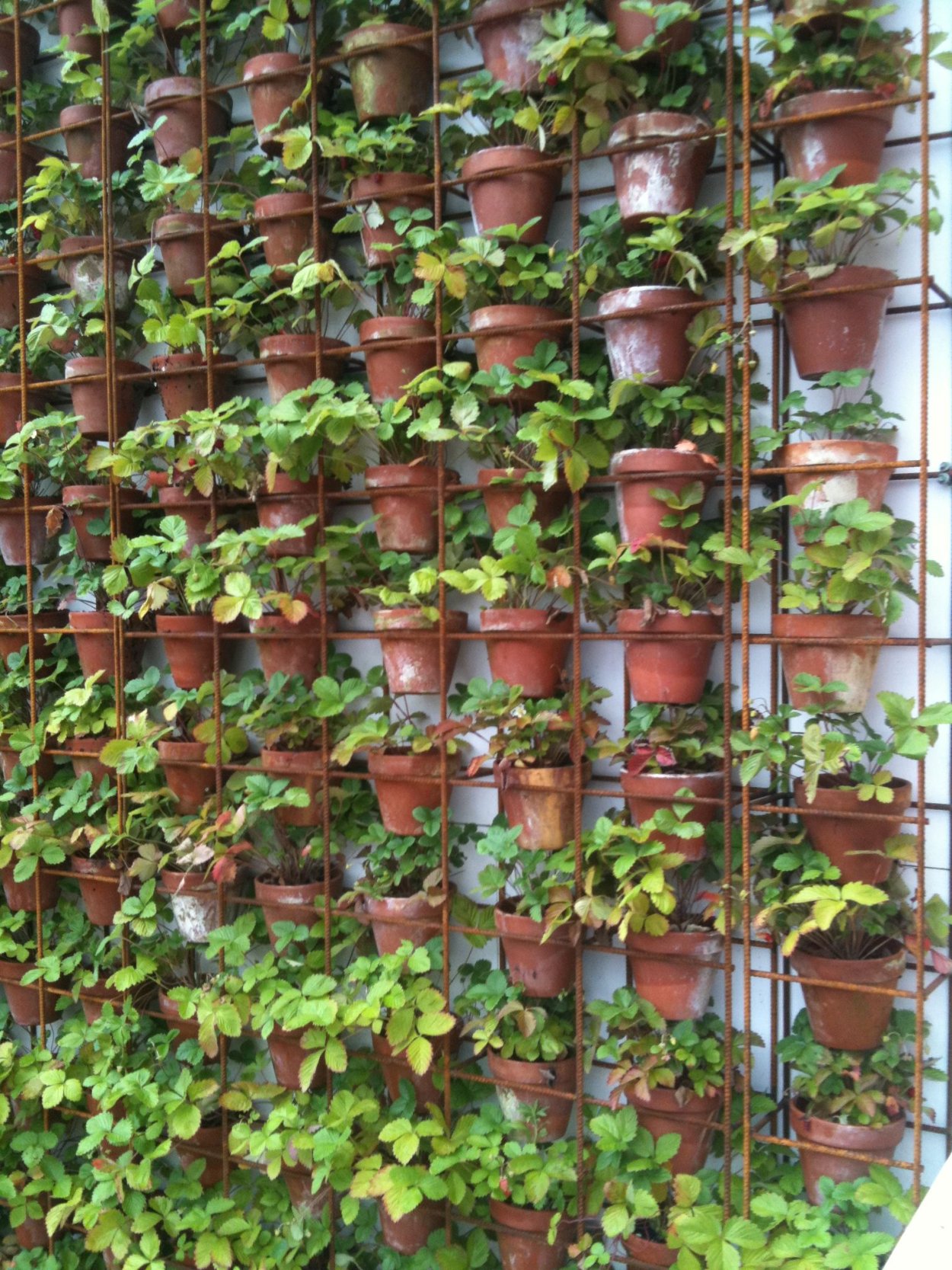 Клубника на стене