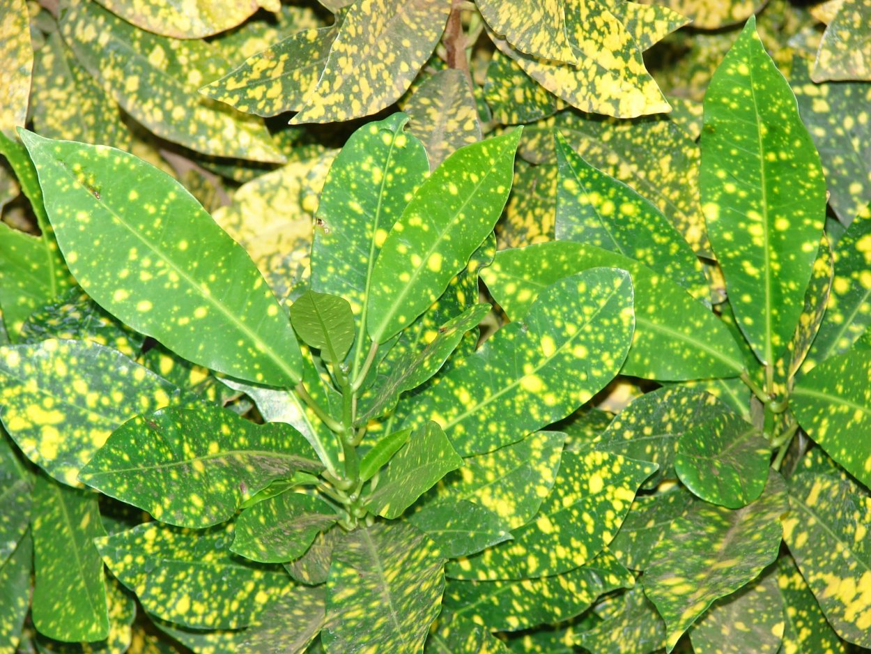 Кротон растение с пестрыми листьями