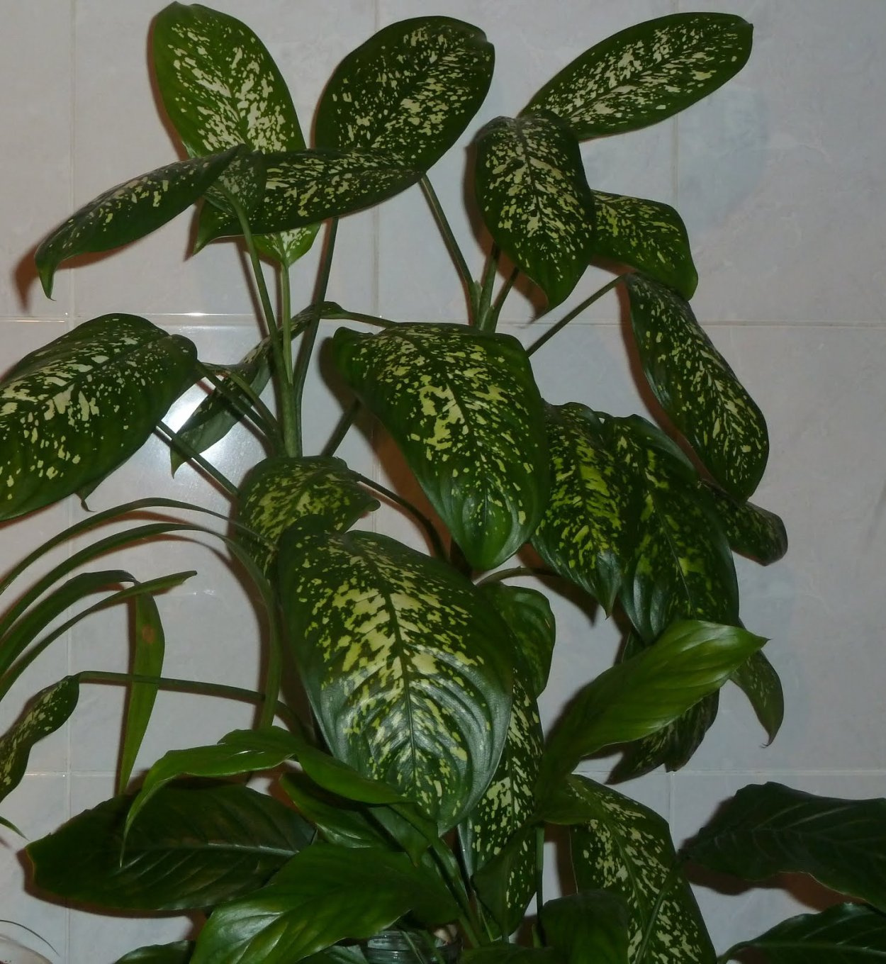 Диффенбахия Лиана