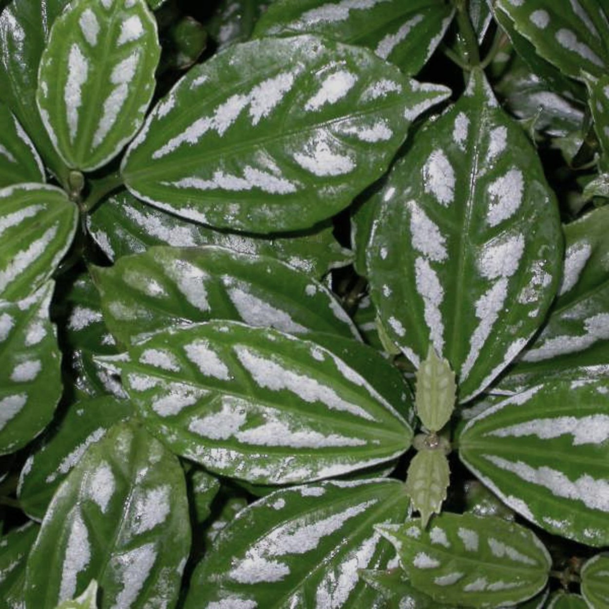 Пилея Кадье цветок