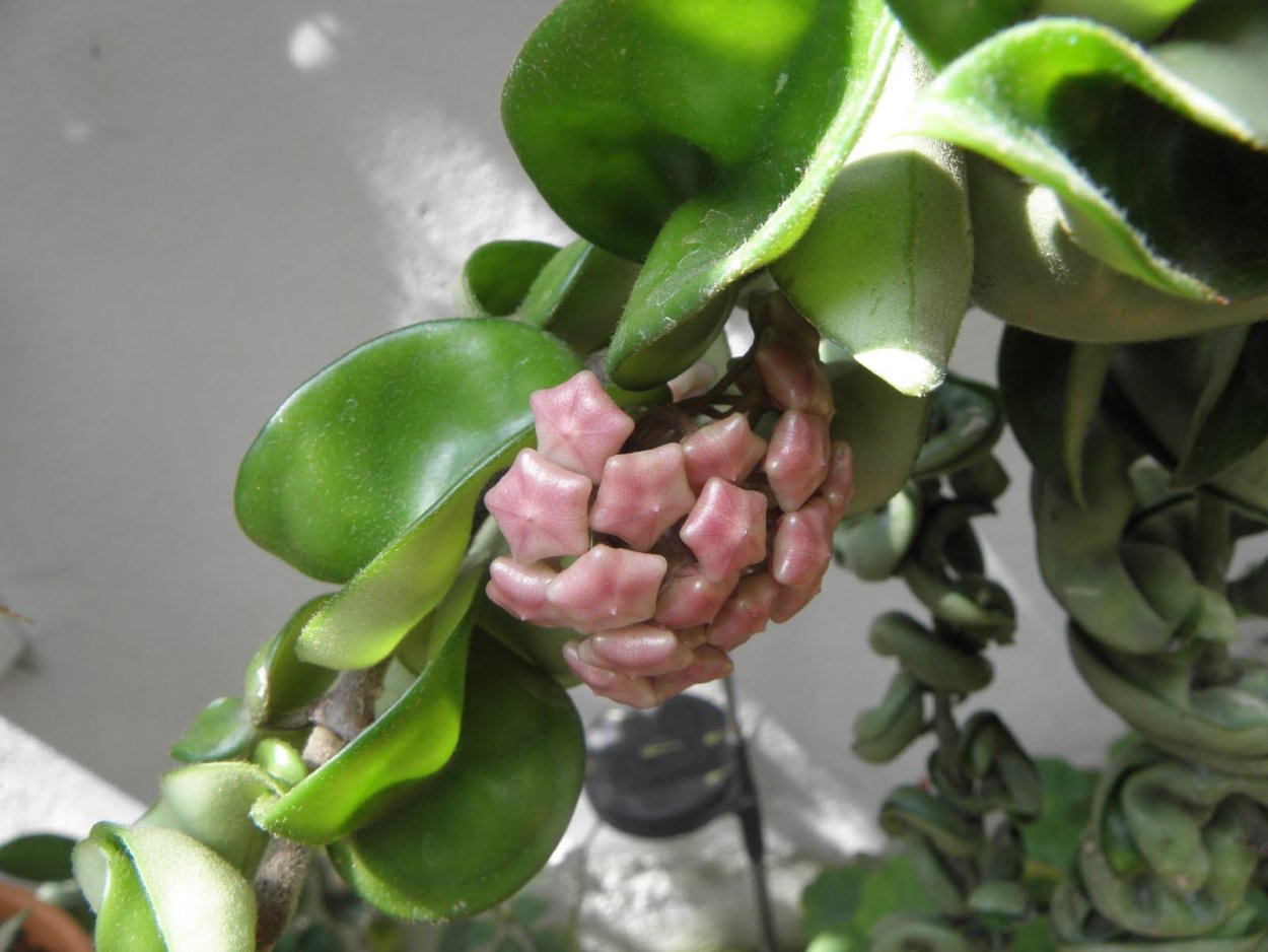 Хойя Карноза компакта кудрявая